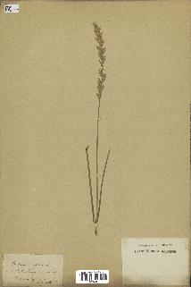 spécimen de Triticum repens
