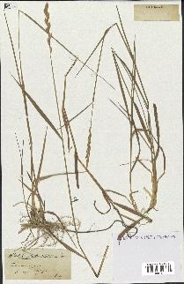spécimen de Triticum repens