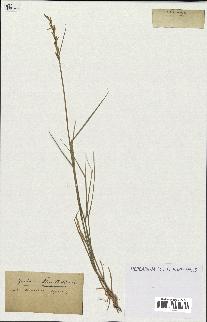 spécimen de Triticum repens