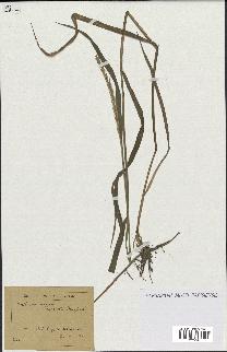 spécimen de Triticum repens