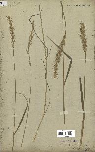 spécimen de Triticum repens