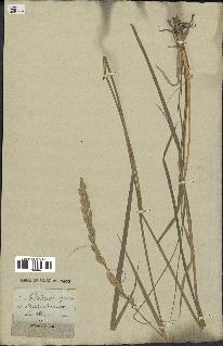 spécimen de Triticum repens