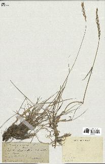 spécimen de Triticum repens