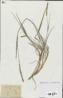 spécimen de Triticum repens