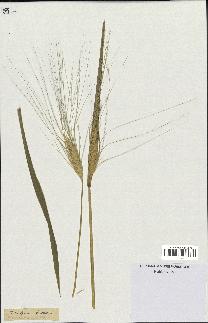 spécimen de Triticum durum