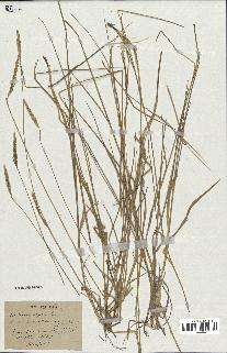 spécimen de Triticum repens