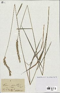 spécimen de Triticum repens
