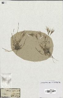 spécimen de Triticum ovatum