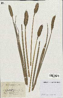 spécimen de Triticum sativum