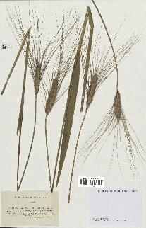 spécimen de Triticum durum