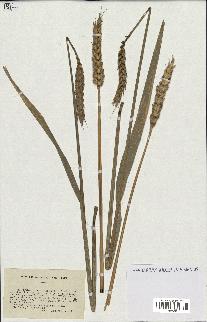 spécimen de Triticum sativum