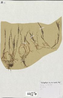 spécimen de Triticum ovatum