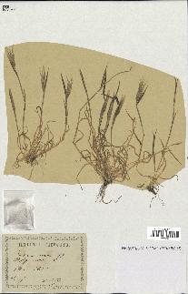 spécimen de Triticum ovatum