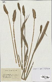 spécimen de Triticum sativum