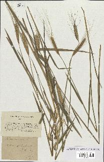 spécimen de Triticum monococcum