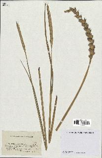 spécimen de Triticum sativum