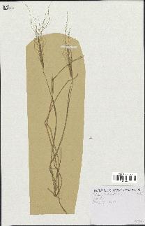 spécimen de Triticum triunciale