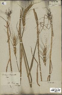 spécimen de Triticum vulgare