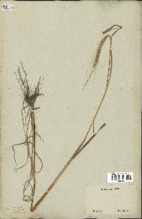 spécimen de Triticum monococcum