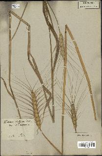 spécimen de Triticum vulgare