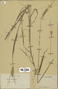 spécimen de Triticum monococcum