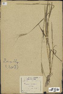 spécimen de Triticum monococcum