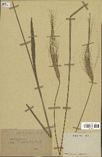 spécimen de Triticum monococcum