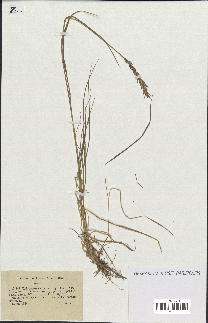 spécimen de Triticum repens