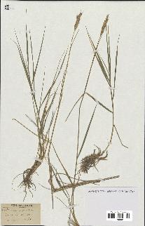 spécimen de Triticum repens