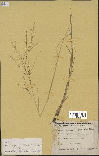 spécimen de Eragrostis pilosa