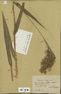 spécimen de Panicum miliaceum