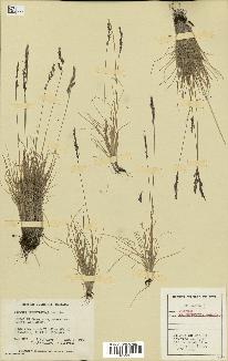 spécimen de Festuca brachyphylla