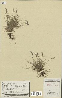 spécimen de Festuca brachyphylla