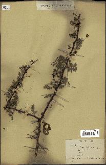 spécimen de Acacia tortilis