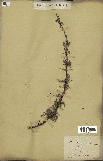 spécimen de Acacia tortilis