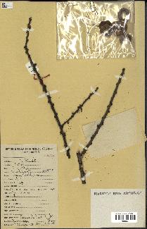 spécimen de Acacia tortilis