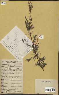 spécimen de Acacia seyal