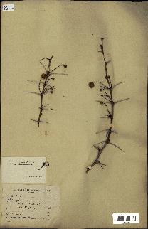 spécimen de Acacia seyal