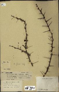 spécimen de Acacia seyal