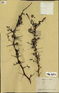 spécimen de Acacia seyal