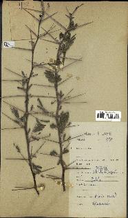 spécimen de Acacia seyal