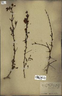 spécimen de Acacia seyal