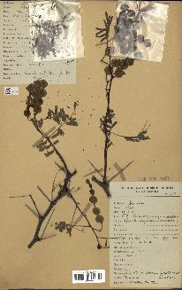 spécimen de Acacia nilotica