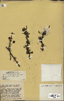 spécimen de Acacia nilotica