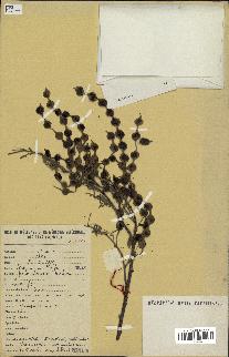 spécimen de Acacia nilotica