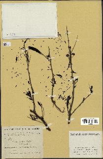 spécimen de Acacia arabica