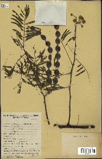 spécimen de Acacia nilotica