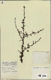 spécimen de Acacia nilotica