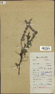 spécimen de Acacia nilotica
