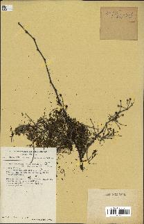spécimen de Acacia nilotica